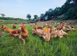 国产插鸡,创新科技引领农业现代化新篇章