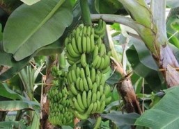 大香蕉国产在线观看,揭秘热门影视资源背后的故事